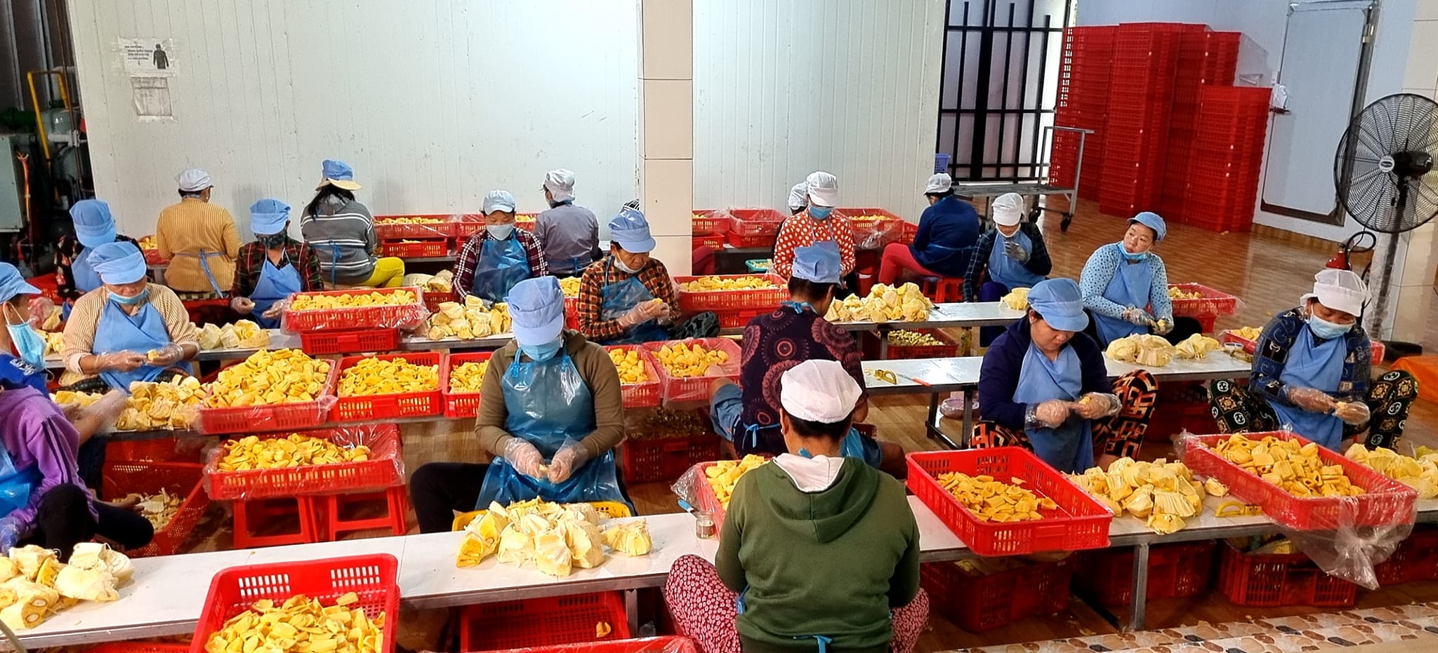 Công đoạn tách múi trong quy trình sản xuất mít sấy dẻo