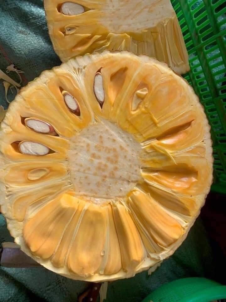 Mít là trái cây được ưa chuộng của các thế hệ người Việt