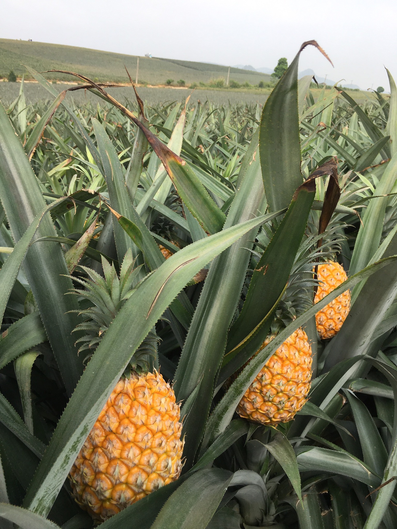 Thơm là một loại quả vừa dùng trong các món ăn vừa là thức uống giải nhiệt