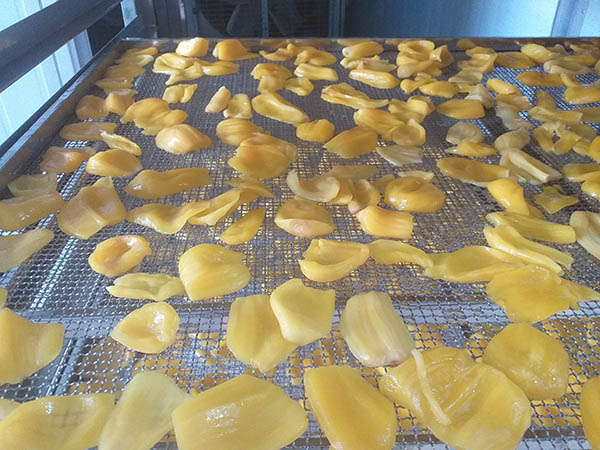 Xếp đều mít vào khay trước khi cho vào buồng sấy Xếp đều mít vào khay trước khi cho vào buồng sấy