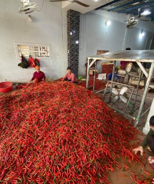 Trúc Lâm Phát là đơn vị uy tín để mua ớt chỉ thiên ở miền Nam
