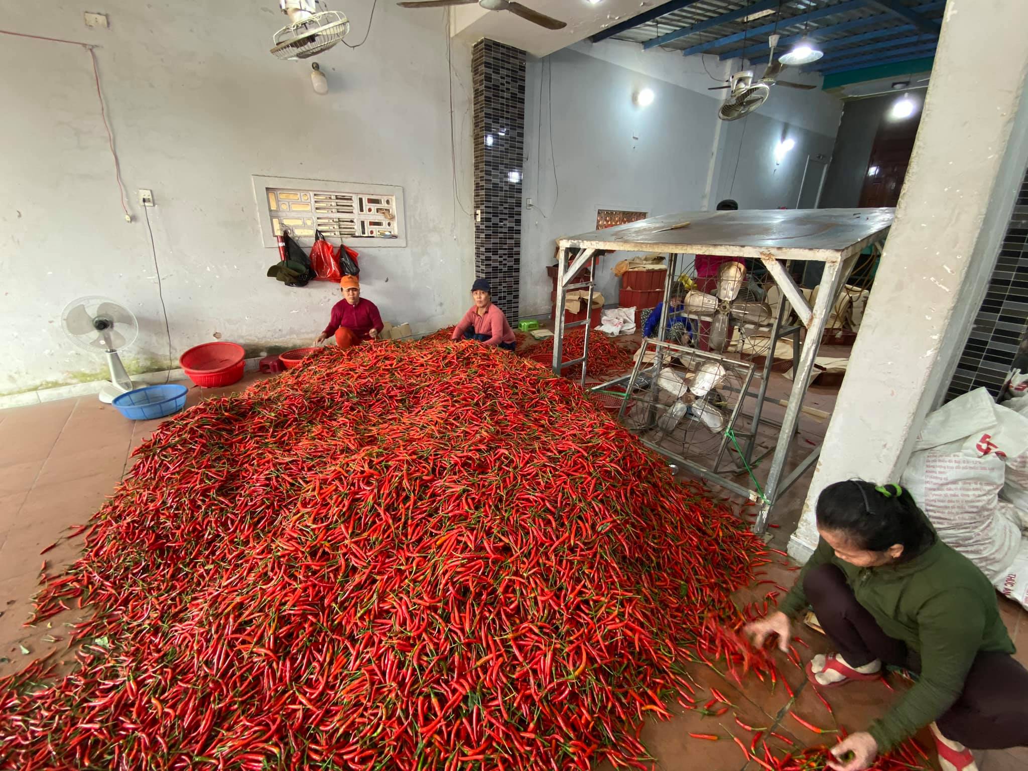 Trúc Lâm Phát là đơn vị uy tín để mua ớt chỉ thiên ở miền Nam