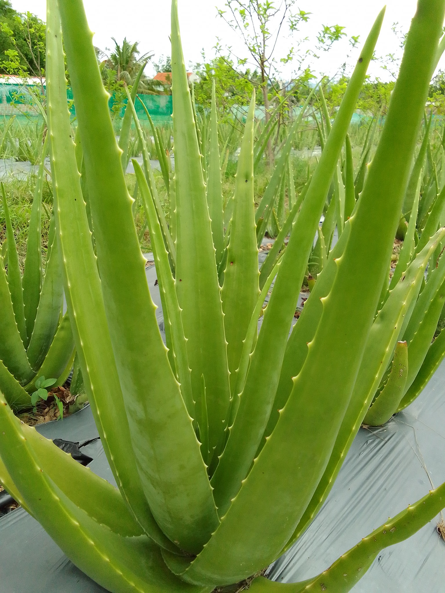 Nha đam với nhiều tác dụng tuyệt vời đối với sức khỏe con người