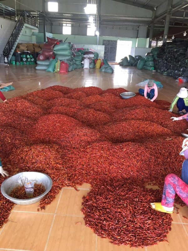 Ớt sấy khô xuất khẩu - Công ty TNHH TM DV Trúc Lâm Phát